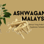 Ashwagandha Malaysia: Semua Yang Anda Perlu Tahu dan Suplemen Terbaik Untuk Lelaki