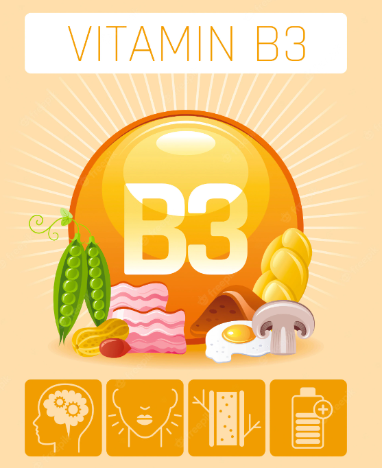 vitamin b3 menyokong pertumbuhan otot!
