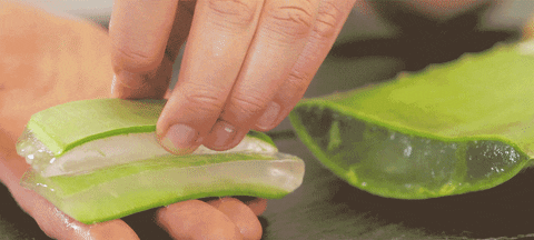 Kaya dengan manfaat, Aloe vera berkesan dalam merawat diabetes