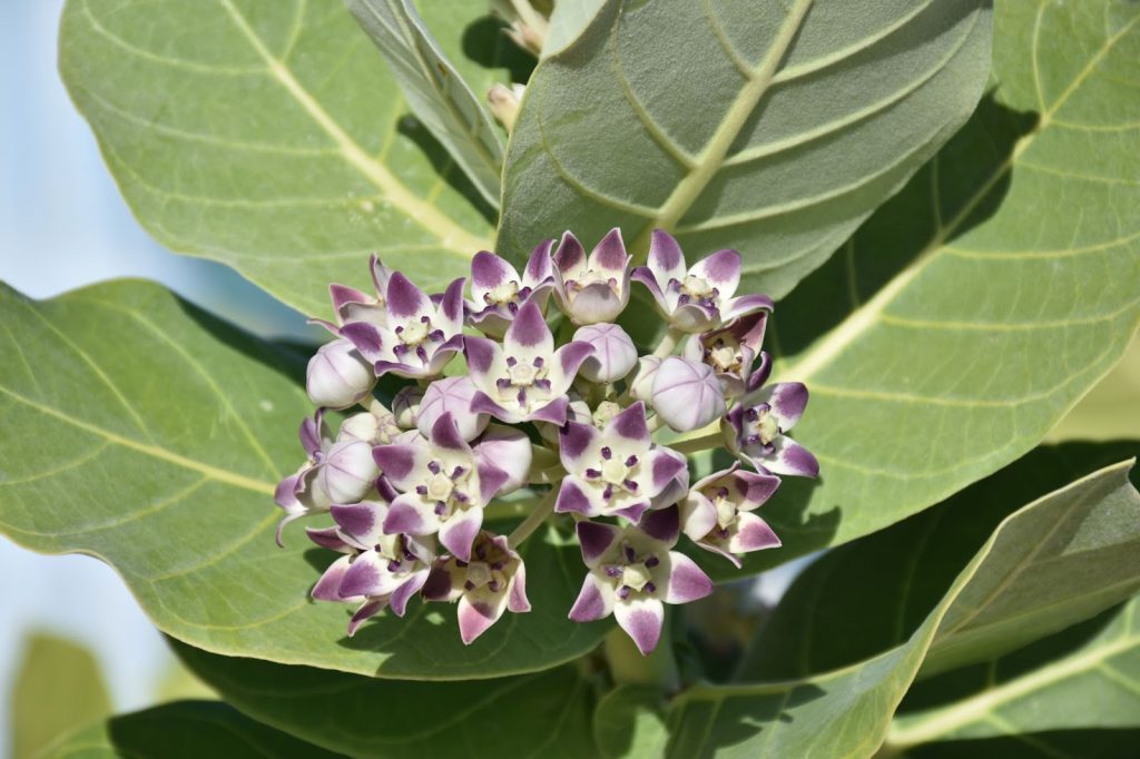 Psoralea Corylifolia ( Bu Gu Zhi) adalah salah satu bahan yang terkandung dalam Episor.