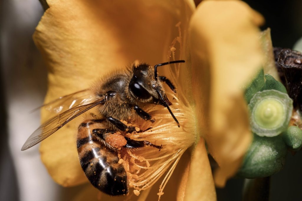 Propolis adalah bahan resin yang dihasilkan oleh lebah.